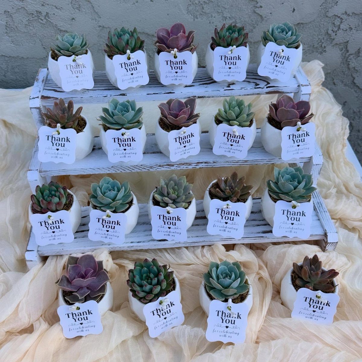 Small succulents in white pots with thank you tags on a wooden stand